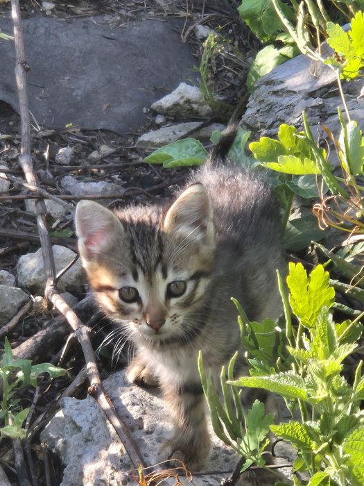 Котёнок,  котик, кошеня