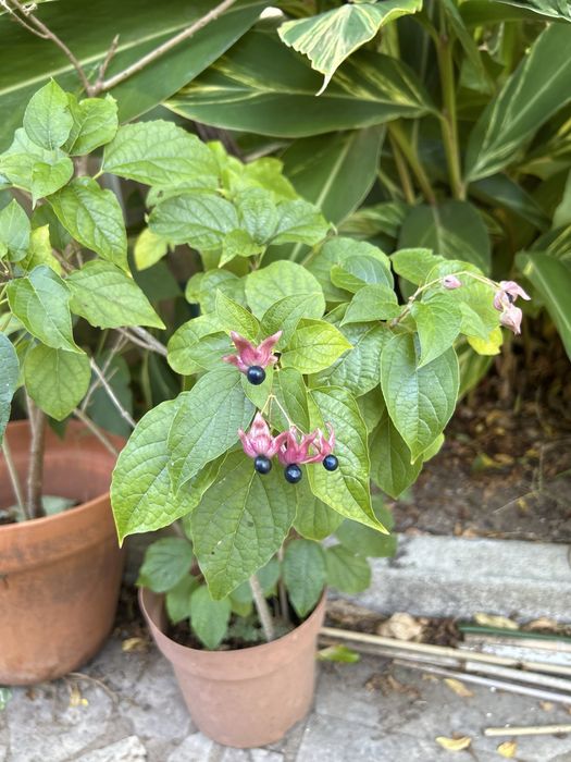 Clerodendrum trichotomum – Clerodendro-do-Japão – exemplar adulto em vaso, florido/frutificado