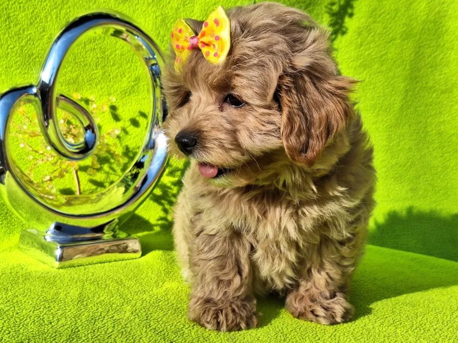 Дуже мила дівчинка Мальтипу, є паспорт, зроблено усі прививки за віком