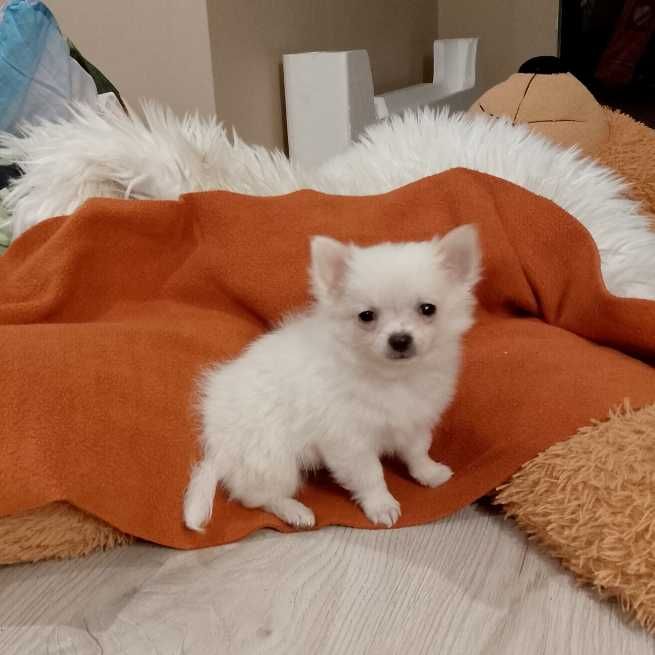 Chihuahua chłopiec długowłosy