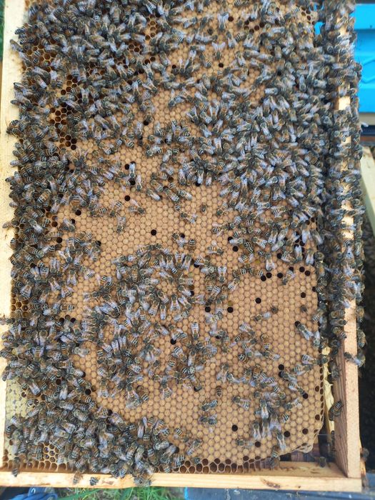 Odklady na ramce dadant