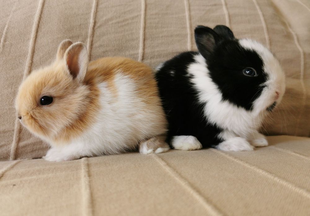 Coelhos anões mini holandês e minitoy super meigos
