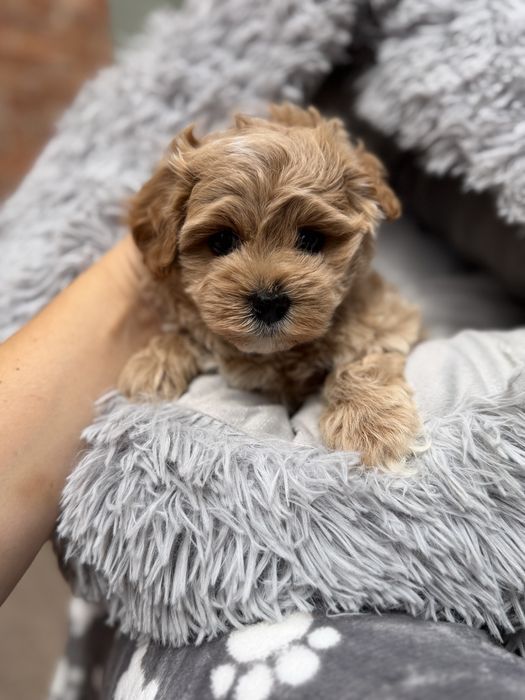 Maltipoo XS  F1 piesek