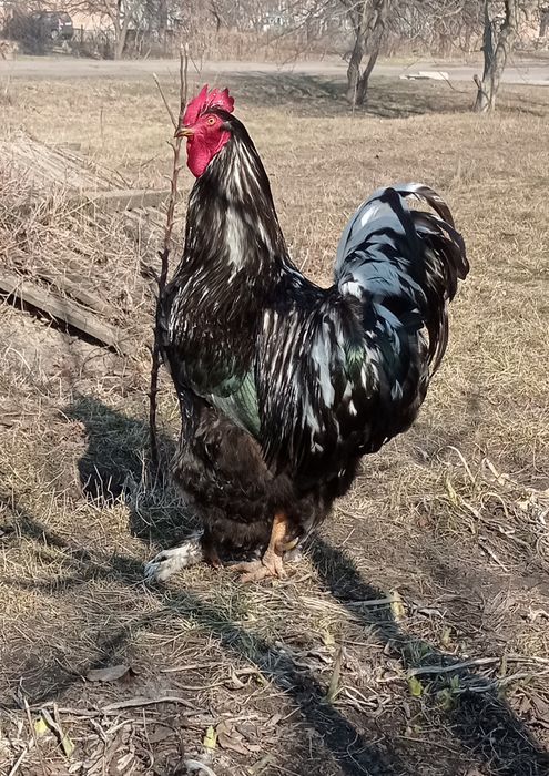 Когхінхін інкуб. Яйце!