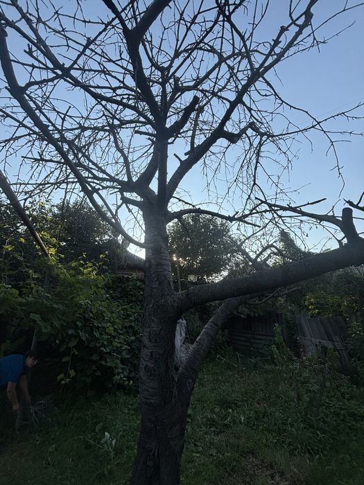Зпил дерева, в обмін на дрова черешні.