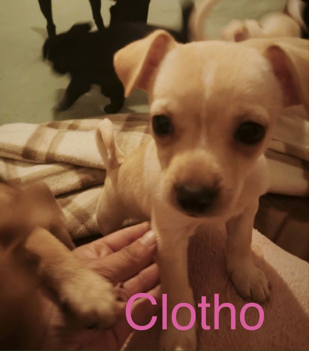 6 Bebés para Adoção Responsável