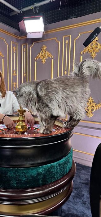 клубний Мейн-кун вʼязка чорний дим на сріблі