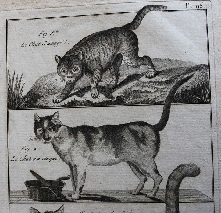 Felinos gravura de Benard para a enciclopédia Diderot e D'Alembert XVIII
