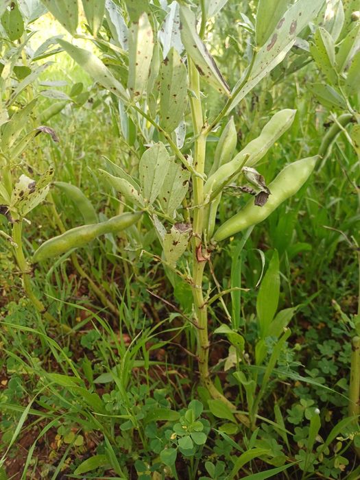 Favas biológicas