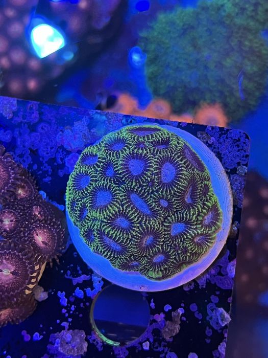 Корали живі. Морський акваріум