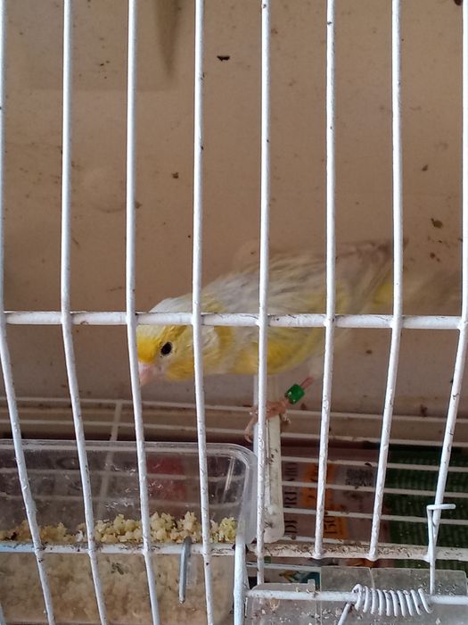 Casal canários opala mosaico amarelo