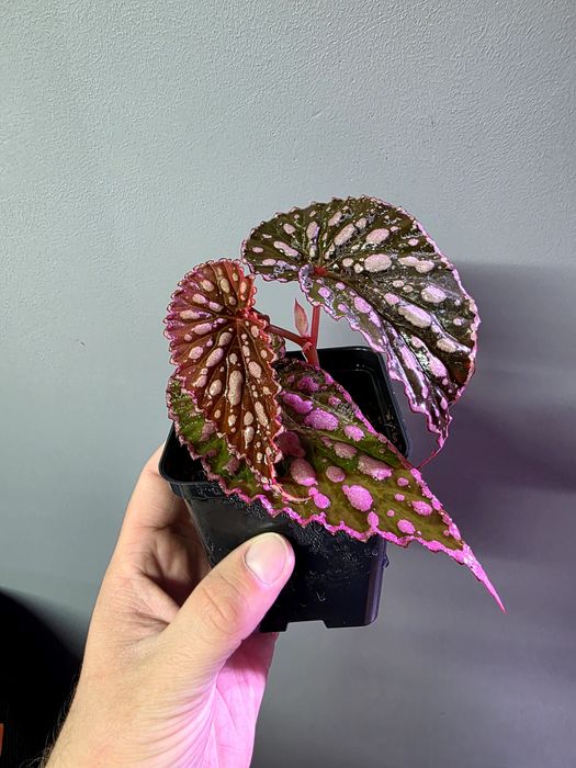 Rośliny do terrarium Begonia negrosensis x chloristica hybrid
