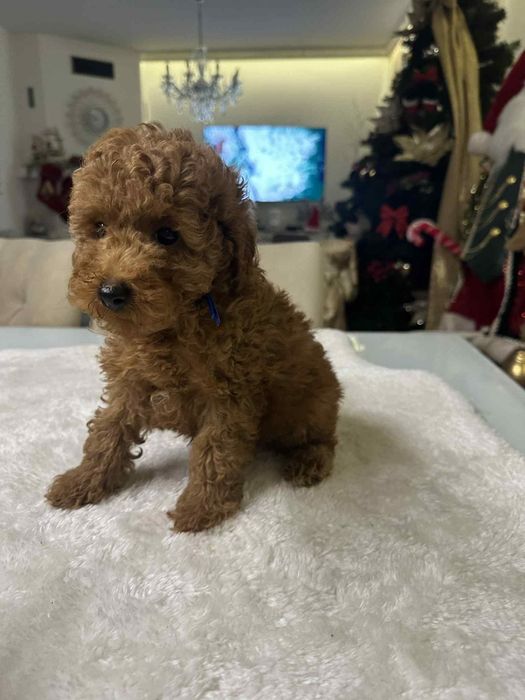 Cudowny chlopiec Pudel miniatura