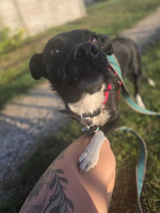 Akra młoda, kochana suczka do adopcji