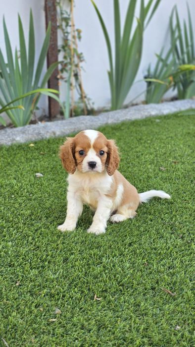 King Charles Cavalier Bicolor Macho