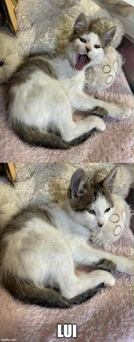 Kocięta proszą o domki.