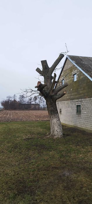 Drzewo orzech sprzedam