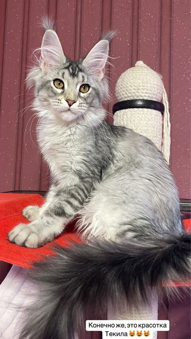 ST*Olympus Pride W*Tequila ,  девочка Мейн-кун.