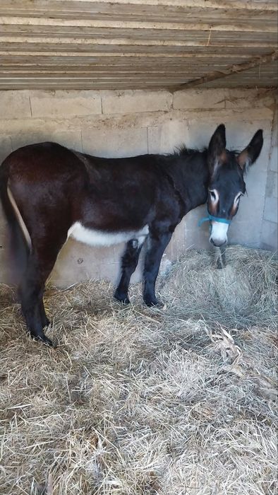 Burro Mirandes inscrito.