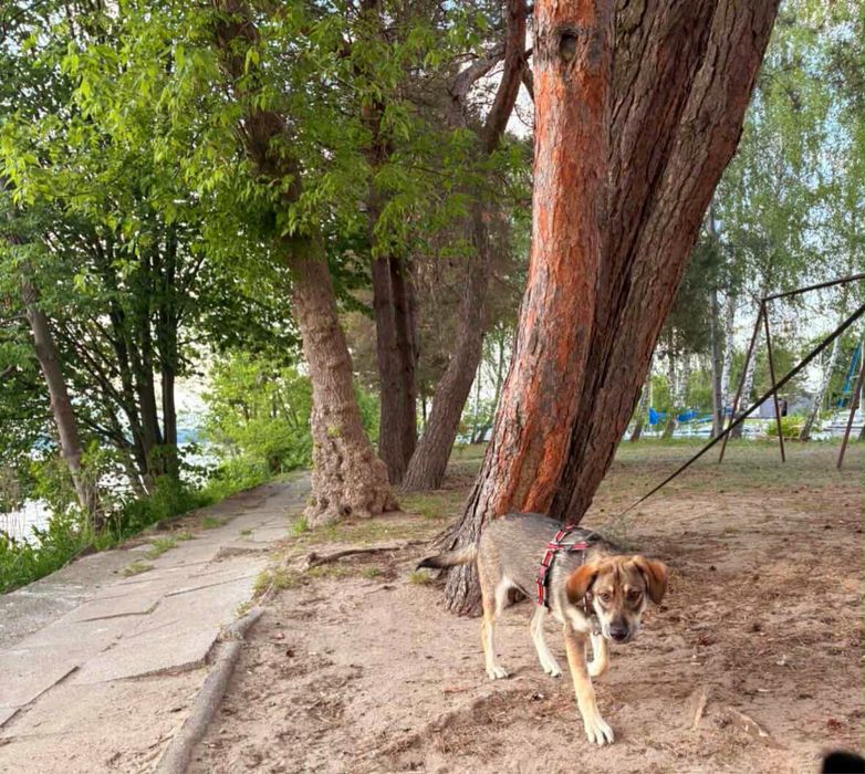 Oddam szczeniaka wilczak czechosłowacki-beagle
