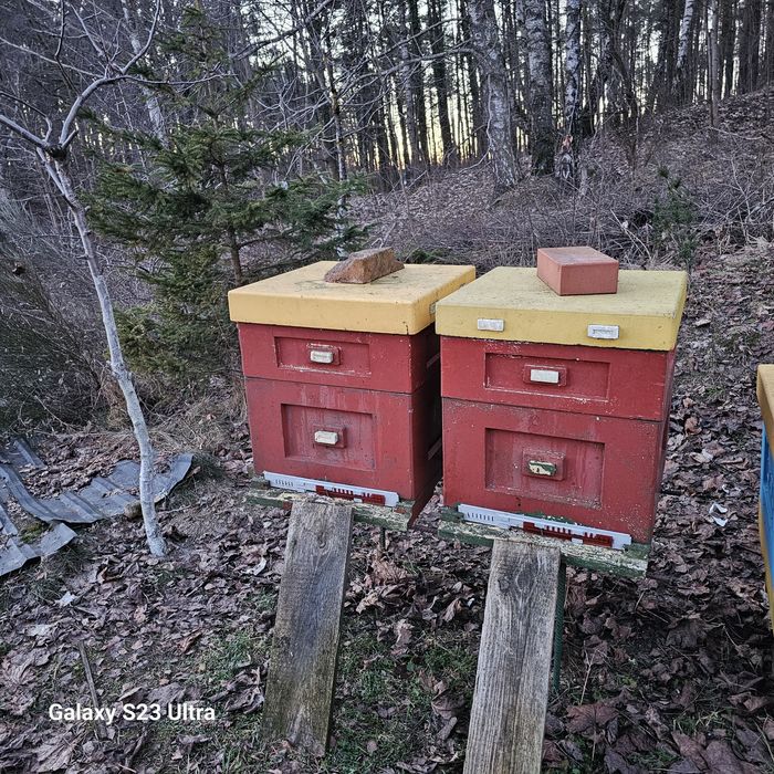 Sprzedam dwa ule z przezimowanymi pszczołami