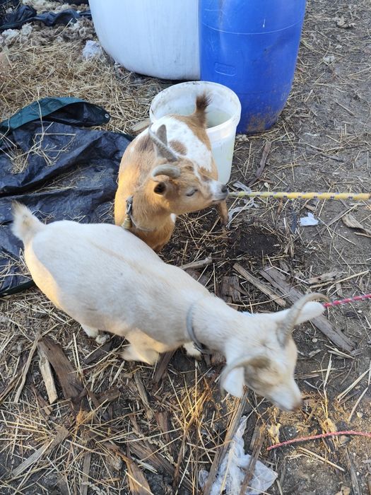 Cabras micro anãs