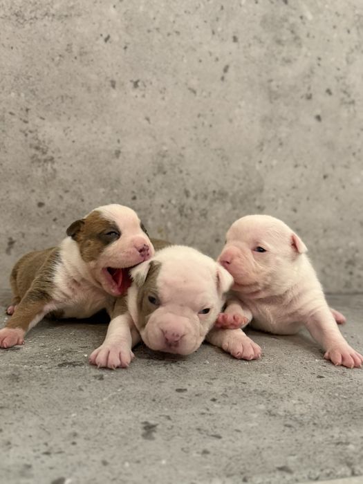 American Bully Pocket ABKC