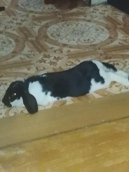 Продається Кроличка
