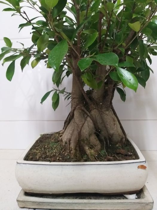Bonsai 12 anos (40cms)