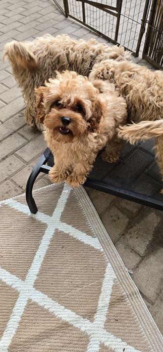 Cavapoo/ chłopczyk