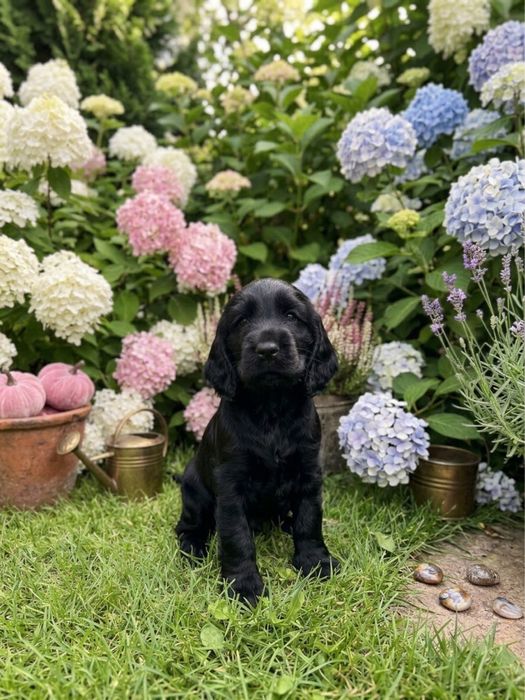 Cocker Spaniel Angielski - piesek/rodowód