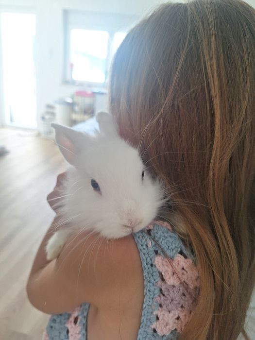 DOU Coelhinho Anão bebé para adopção  responsável