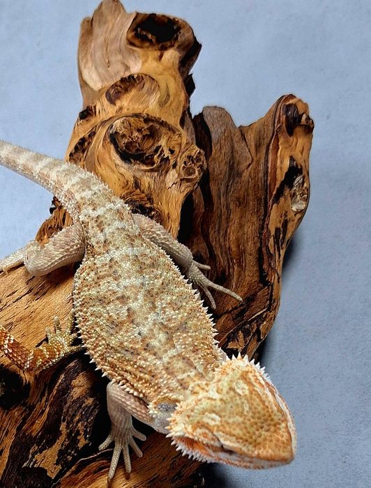 Agama brodata młoda samiczka Wołomin