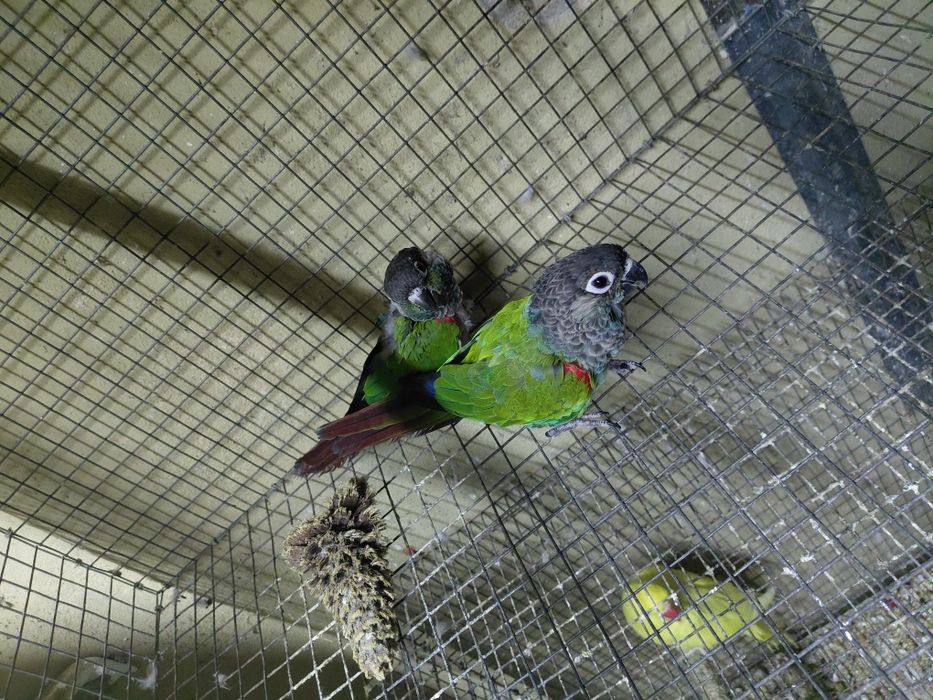 Casal de pyrrhuras lepidas