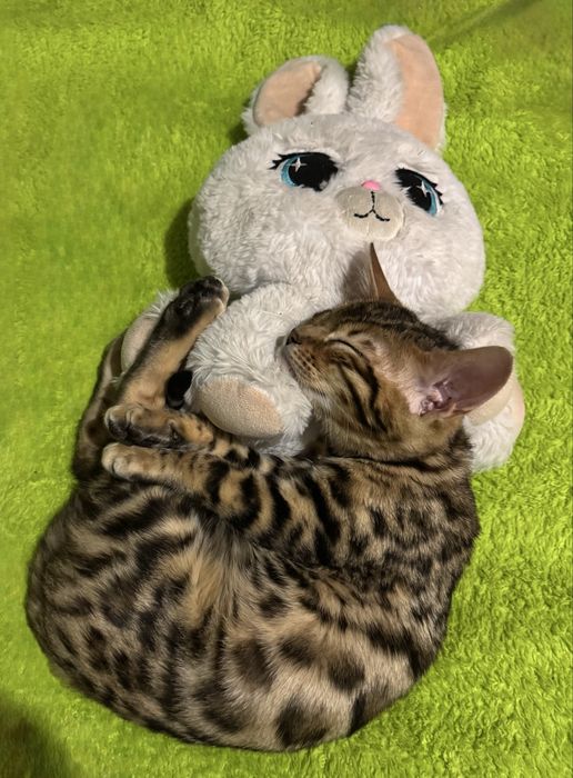 Бенгальские котята