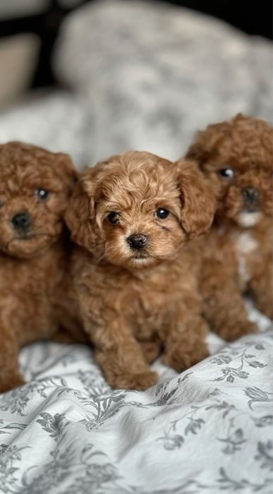 ТОР‼️Super mini ред браун Мальтипу ф2. Мальтийская болонка Той пудель