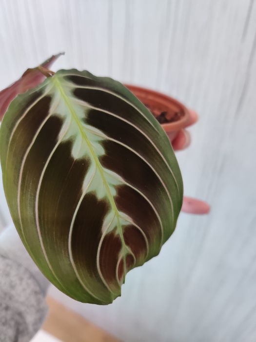Maranta black planta estável