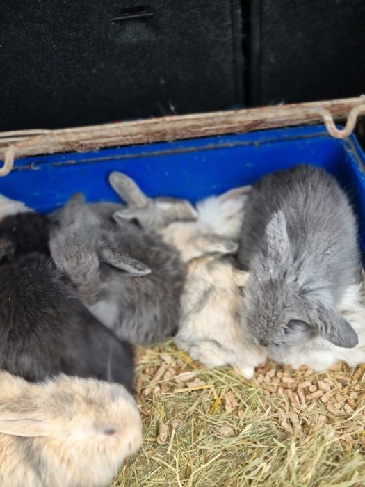 Kit coelhos anoes orelhudos(mini lop) e mini holandeses no criador
