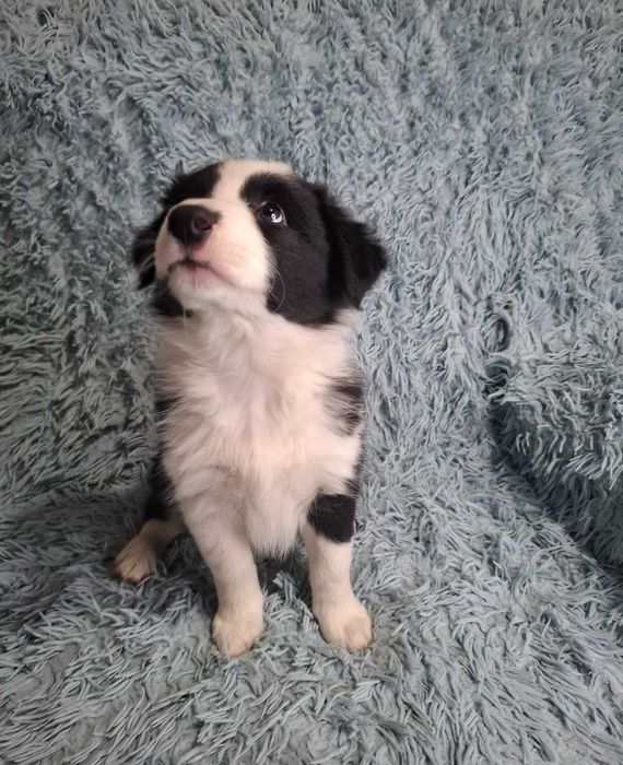Border Collie Piękny Szczeniak Chłopiec