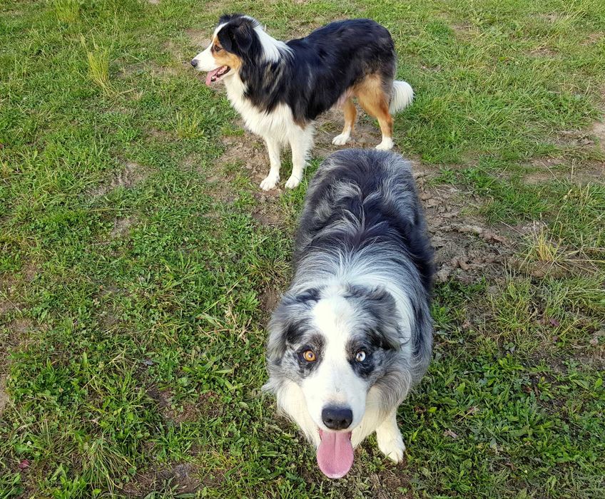 Border Collie pies samiec tricolor SHIRO przebadani rodzice