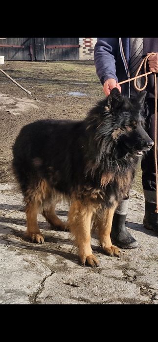 Owczarek niemiecki długowłosy