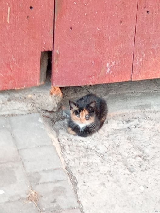 Котик хлопчик пухнастий
