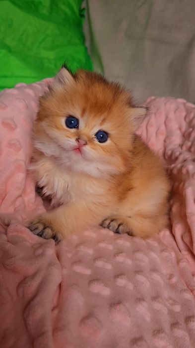 Супер малышата MILASHKI_KITTENS.  Ручные котята золотая шиншилла.