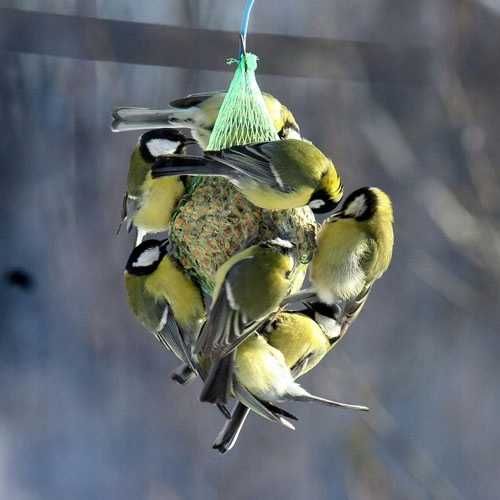 Mieszanka karma dla ptaków pyza kula tłuszczowa 18 szt. x 0,5 kg