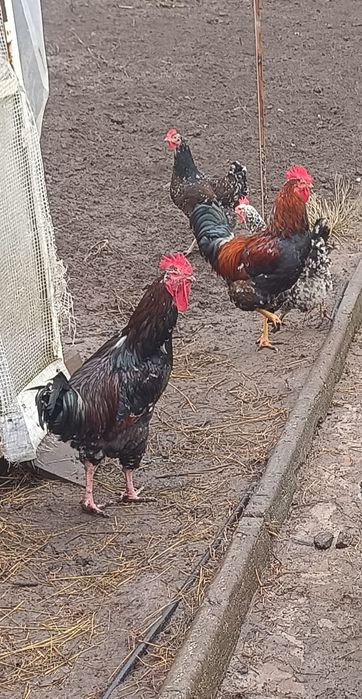 Лівенська ситцева.   Яйця інкубаційні