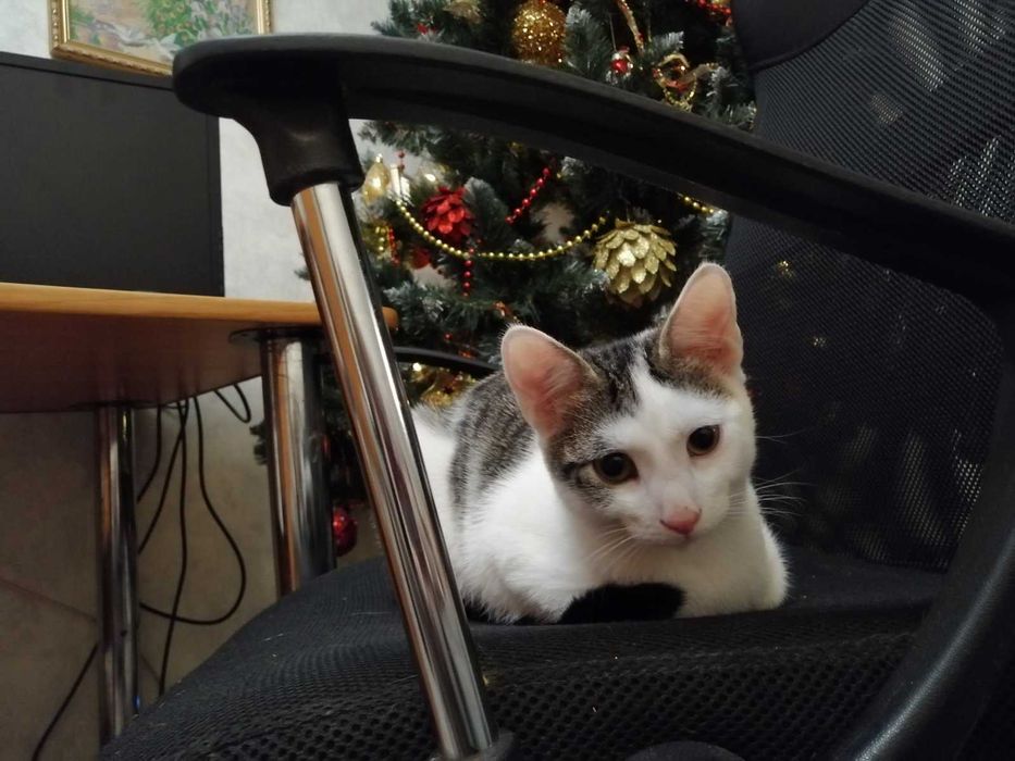 Віддаю у добрі руки: Кукі, Міа, Обунта