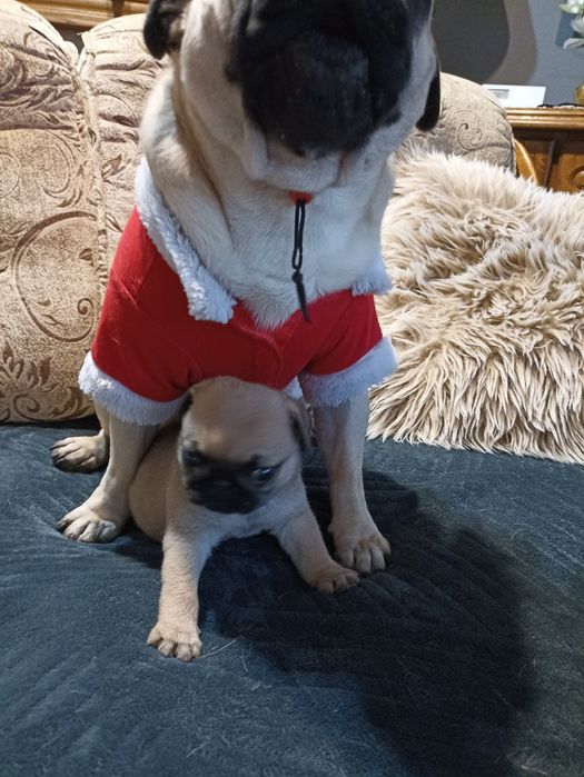 Sprzedam piękną sunie Mopsa