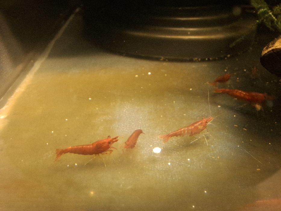 Krewetki Neocaridina Red Cherry