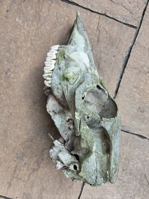 Czaszka dzikiego zwierzęcia sarny łosia kości czaszki