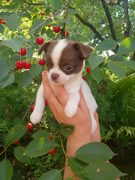 Чихуахуа цуценята